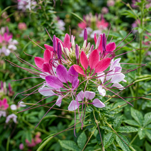 Spiderflower Seeds for Colorful Garden Flower Planting