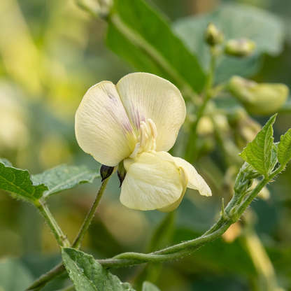 Black Eyed Cowpea Seeds – Bush Bean Plant