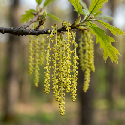 Red Oak Tree Seeds – Quercus Rubra Tree Plant