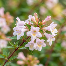 Glossy Abelia Seeds (Abelia × grandiflora) – Fragrant Ornamental Shrub Seeds