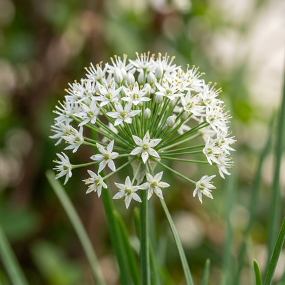 Garlic Chive Seeds (Allium tuberosum) – Early Bird Garlic Chive Herb Seeds