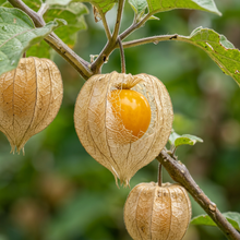 Cape Gooseberry Seeds (Physalis peruviana) – Goldenberry Fruit Seeds