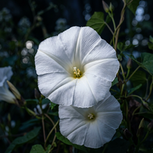 Moonflower Seeds (Ipomoea alba) – White Moonflower Vine Seeds