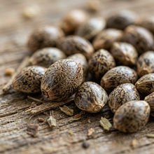 Oil Hemp Seeds (Cannabis sativa) – Industrial Hemp Seeds