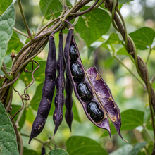 Cherokee Trail of Tears Bean Seeds (Phaseolus vulgaris) – Heirloom Black Pole Bean Seeds