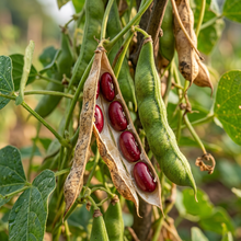 Dark Red Kidney Bean Seeds (Phaseolus vulgaris) – Rajma Bean Seeds