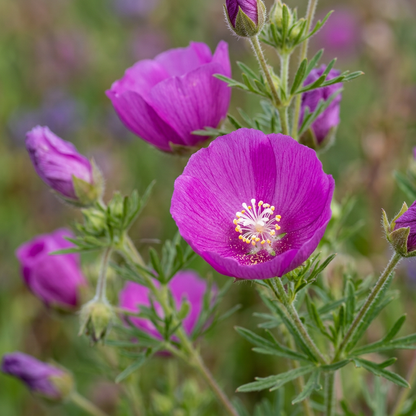 Wine Cup Flower Seeds (Callirhoe involucrata) – Purple Poppy Mallow Seeds