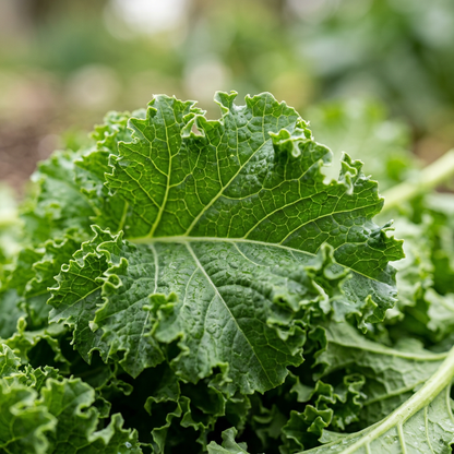Southern Giant Curly Mustard Seeds (Brassica juncea) – Curly Mustard Green Seeds