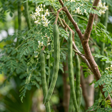 Moringa Seeds (Moringa oleifera) – PKM1 Drumstick Tree Seeds