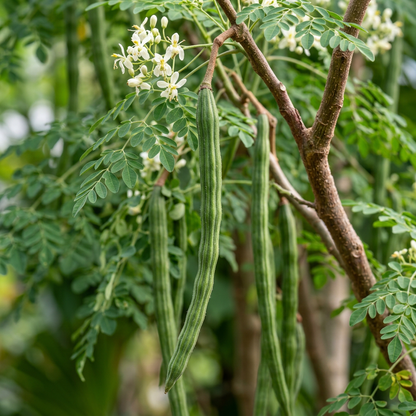 Moringa Seeds (Moringa oleifera) – PKM1 Drumstick Tree Seeds