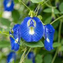 Butterfly Pea Seeds (Clitoria ternatea) – Blue Butterfly Pea Vine Seeds
