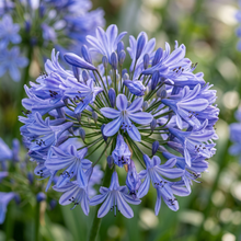 Lily of the Nile Seeds (Agapanthus africanus) – Blue Agapanthus Flower Seeds