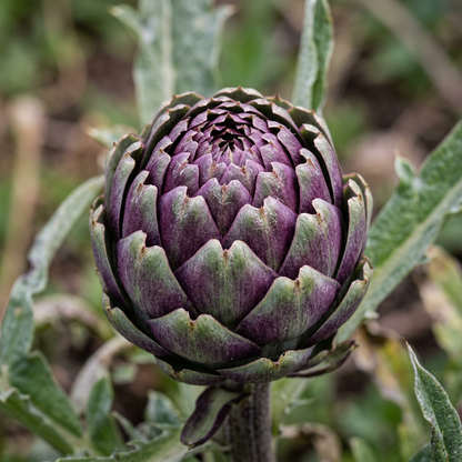 Purple Romagna Artichoke Seeds for Home Vegetable Gardens