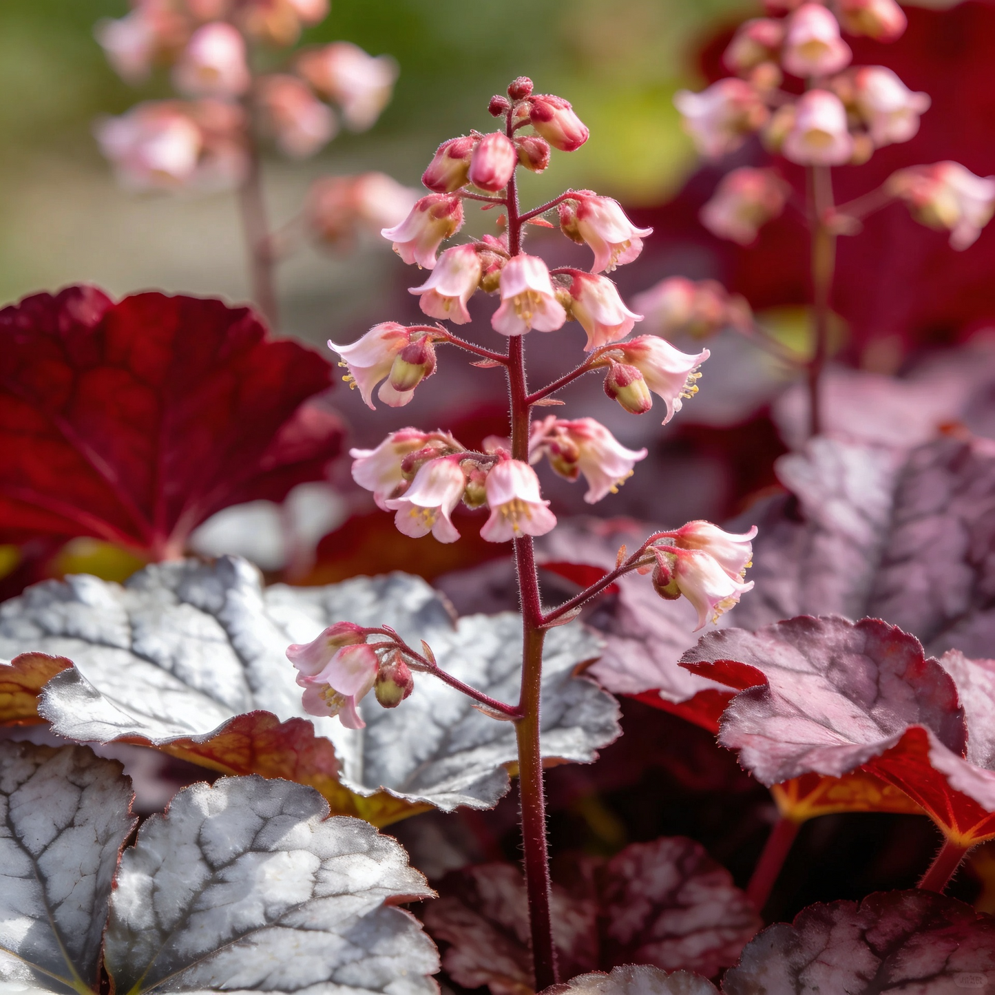 Alum Root Heuchera Seeds for Decorative Garden Borders