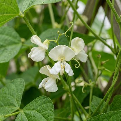 Kentucky Wonder Pole Bean Seeds for Garden Planting