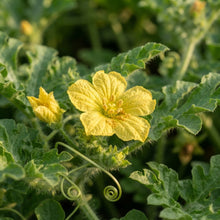 Watermelon Seeds for Planting