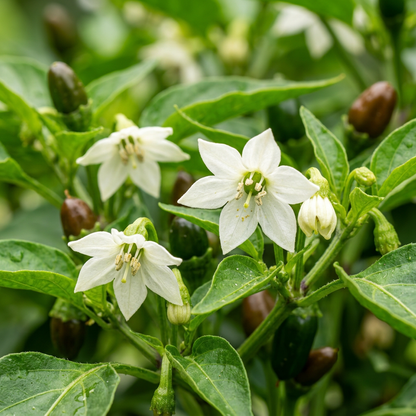 Mini Sweet Pepper Sweetonia Chocolate Seeds for Planting