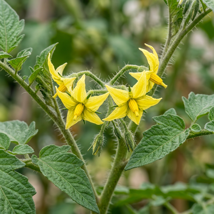 Roma Tomato Seeds – Heirloom for Planting