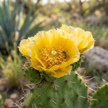 Green Prickly Pear (Opuntia lasiacantha) Cactus Seeds for Planting
