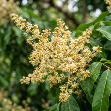 Dragon's Eye (Longan) Seeds for Planting
