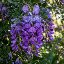 Texas Mountain Laurel Seeds for Planting