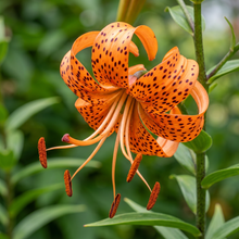Orange Tiger Lily Flower Seeds for Garden Planting