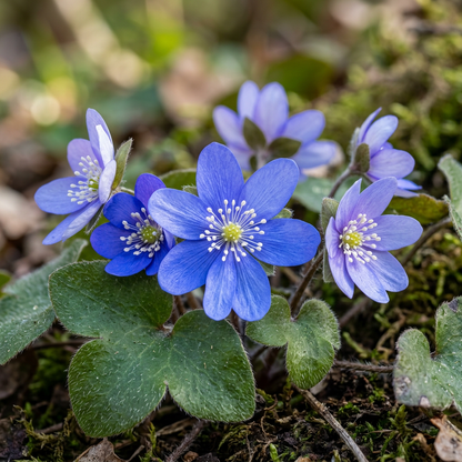 Blue Hepatica Flower Seeds for Planting