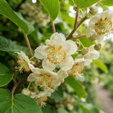 Issai Kiwi Seeds for Planting