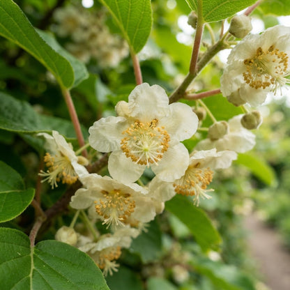 Issai Kiwi Seeds for Planting