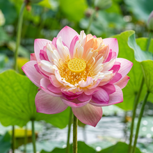 Nelumbo nucifera Mixed Color Lotus Seeds for Planting