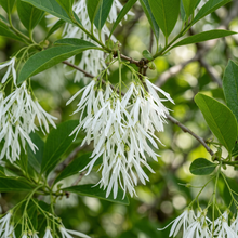 White Fringe Tree Seeds for Garden Planting