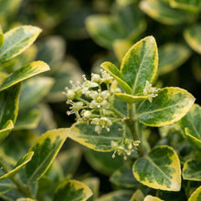 Euonymus fortunei 'Emerald 'N Gold' Seeds for Planting