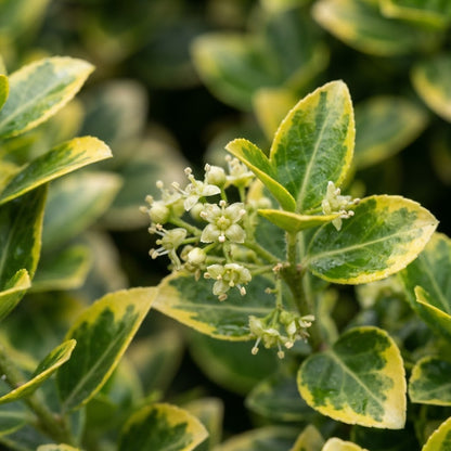 Euonymus fortunei 'Emerald 'N Gold' Seeds for Planting