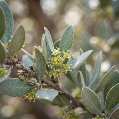 Jojoba Seeds for Planting