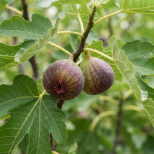 Dwarf Fig Seeds for Planting