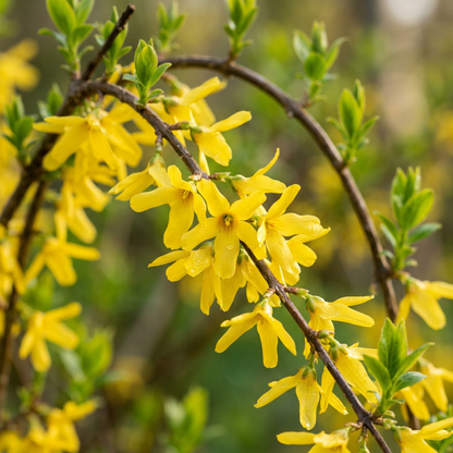 Weeping Forsythia Seeds for Planting