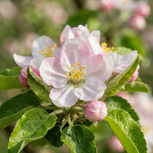 Pink Apple Tree Seeds for Planting