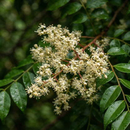 Canarium subulatum Tree Seeds for Planting