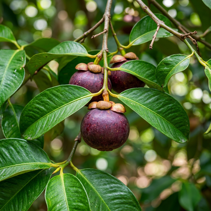 Mangosteen Fruit Seeds for Home Garden Planting