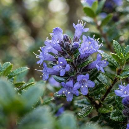 Rhaphithamnus cyanocarpus Seeds for Planting