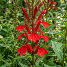 Red Cardinal Flower Lobelia Seeds for Garden Planting