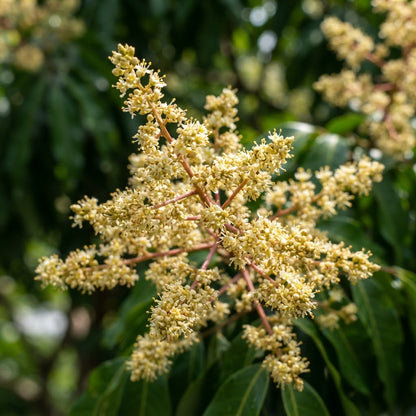 Red Lychee Seeds for Planting