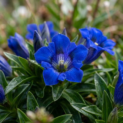 Nikita Blue Gentian Flower Seeds for Garden Planting