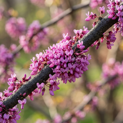 Eastern Redbud Tree Seeds for Planting