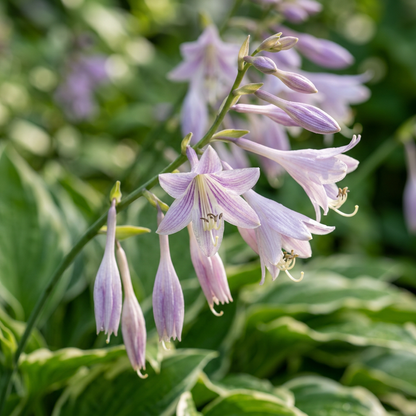 Hosta Jardin Lily Seeds for Planting