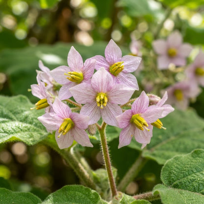 Tree Tomato (Solanum betaceum) Seeds for Planting