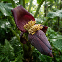 Dwarf Banana Tree Seeds for Planting