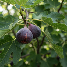 Purple Fig Seeds for Planting