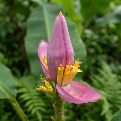 Musa Ornata Banana Seeds for Planting