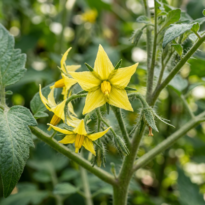 Juicy Delights Tomato Bliss F1 Seeds – Hybrid Tomatoes for Planting
